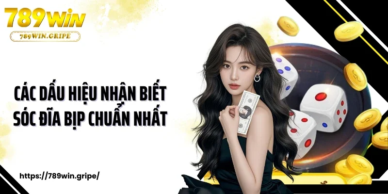 Các dấu hiệu nhận biết sóc đĩa bịp chuẩn nhất
