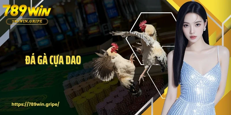 Đá Gà Cựa Dao Nơi Hội Tụ Nhiều Giải Đấu Quốc Tế Lớn