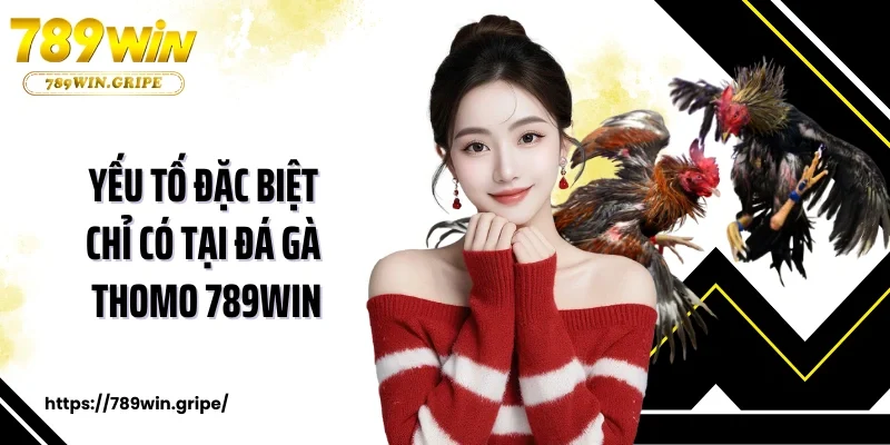 Đá Gà Thomo Trực Tiếp Từ Các Trường Gà Số 1 Thế Giới  2 Yếu tố đặc biệt chỉ có tại đá gà thomo 789Win